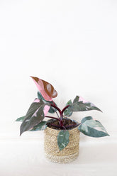 Philodendron pink princess marble